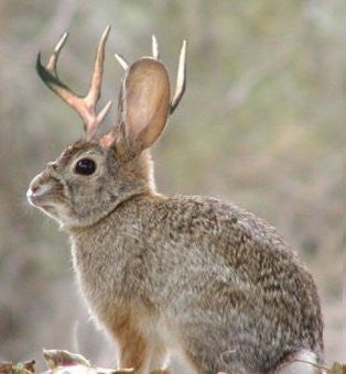 Jackalope