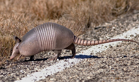 Armadillo