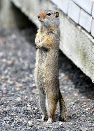 Squirrel