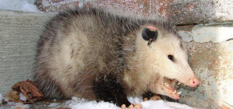 Possum